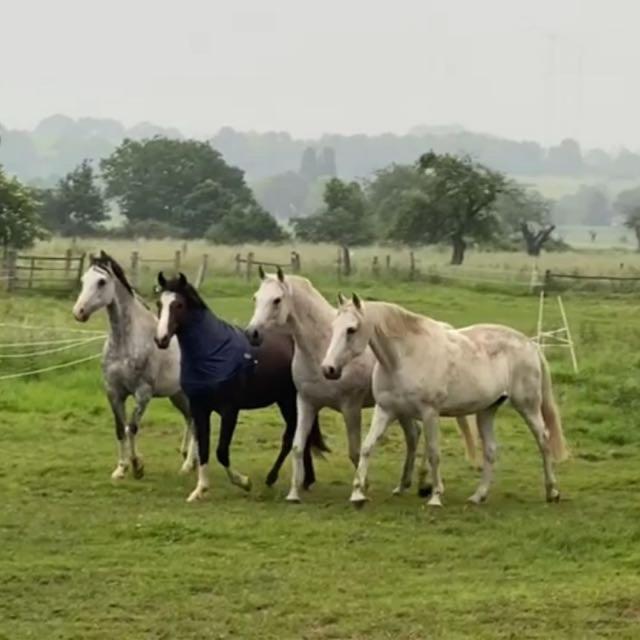Gaestehaus White Horse Diedersen Coppenbrügge المظهر الخارجي الصورة